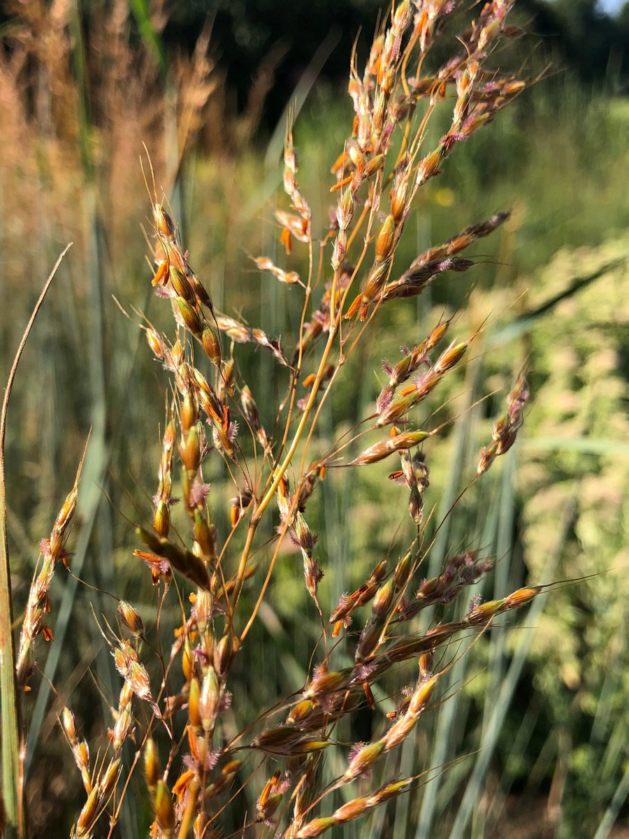GrassSolutions's tweet photo. Here are a few photos of Sorghastrum nutans 'Indian Steel' in one of our gardens here at the nursery. With its steel blue foliage and beautiful flower spikes, it's easy to see why this native grass is considered one of the most attractive. #HoffmanNursery #WeGrowGoodGrass https://t.co/NniE8HqHRr