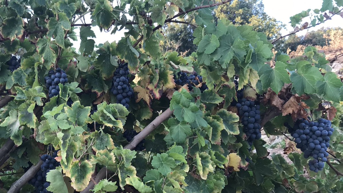 Bayramın üçüncü gününün bir bölümünü baba ocağı Harun’a ayırdık. Akrabalar, köyümüzün simgesi Hacı Musa ziyareti ve bağ.