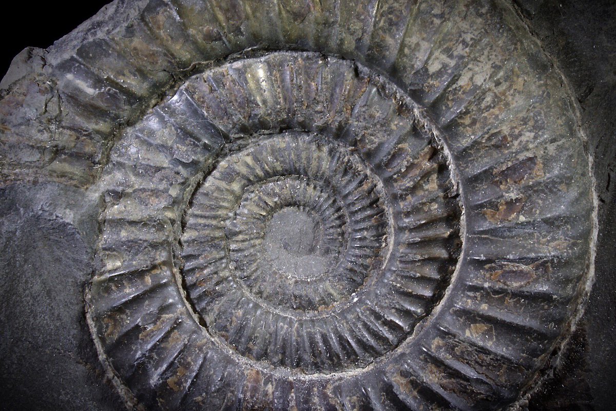 FossilsCrystals's tweet photo. @FossilsCrystals will be closed from tomorrow until Wednesday for a extended Bank Holiday. Wishing everyone a brilliant weekend! #english #bankholiday #london #retail #shop #waterloo #holiday #fossil #dactylioceras #ammonite #photography #photo https://t.co/0YO1cEU3pO