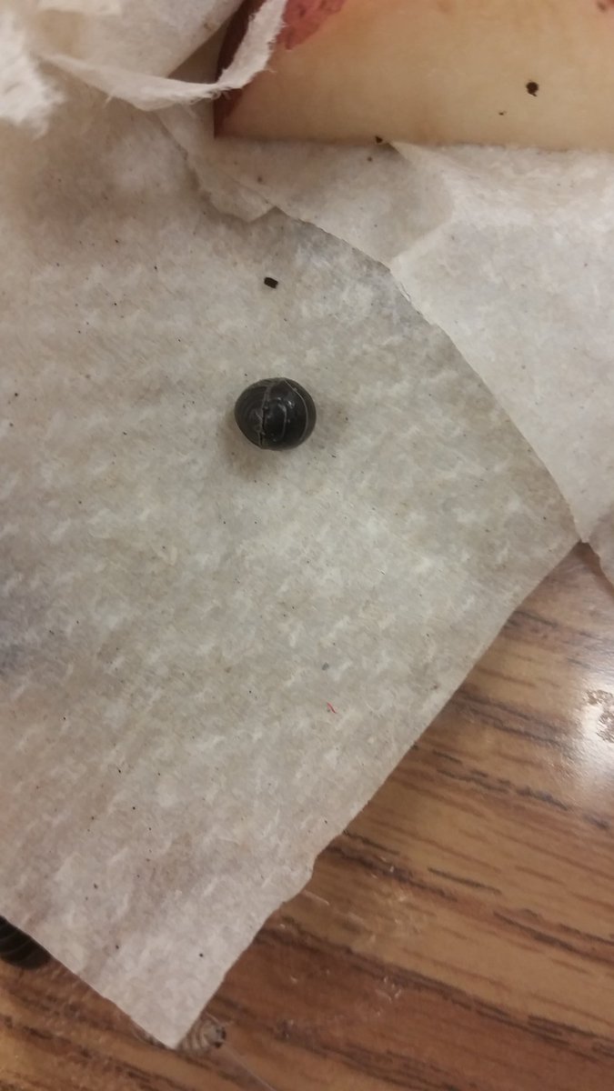 USD475_STEM's tweet photo. What's the difference between a pill bug and a sow bug? Ask a @USD475 4th grader. #STEM475 #ThisIs475 #FOSS475 https://t.co/p8ZL6G12x3
