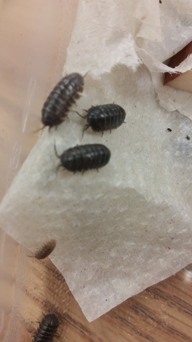 USD475_STEM's tweet photo. What's the difference between a pill bug and a sow bug? Ask a @USD475 4th grader. #STEM475 #ThisIs475 #FOSS475 https://t.co/p8ZL6G12x3