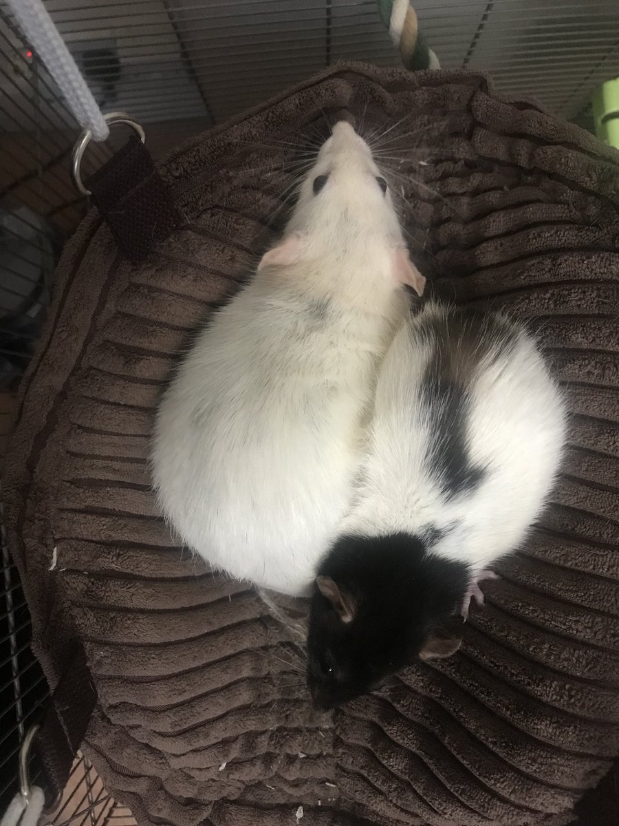CharlottesChins's tweet photo. Top and tail 🐀🐀 #fancyrats #petrats #rats #cute #hoodedrat https://t.co/brcyHvefR8