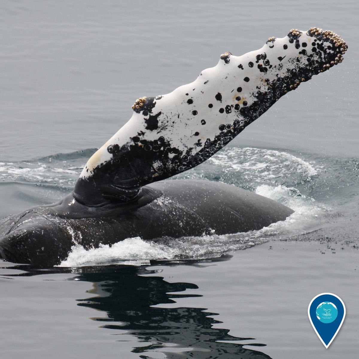 sanctuaries's tweet photo. Happy hump(back) day! Humpback whales, like this one in @gfnms, have long flippers with bumps called tubercules on them. These  bumps make the flippers more hydrodynamic, increasing humpback whale agility and helping the whales maneuver when catching fish. #EarthIsBlue https://t.co/b9H4Ro0EdM