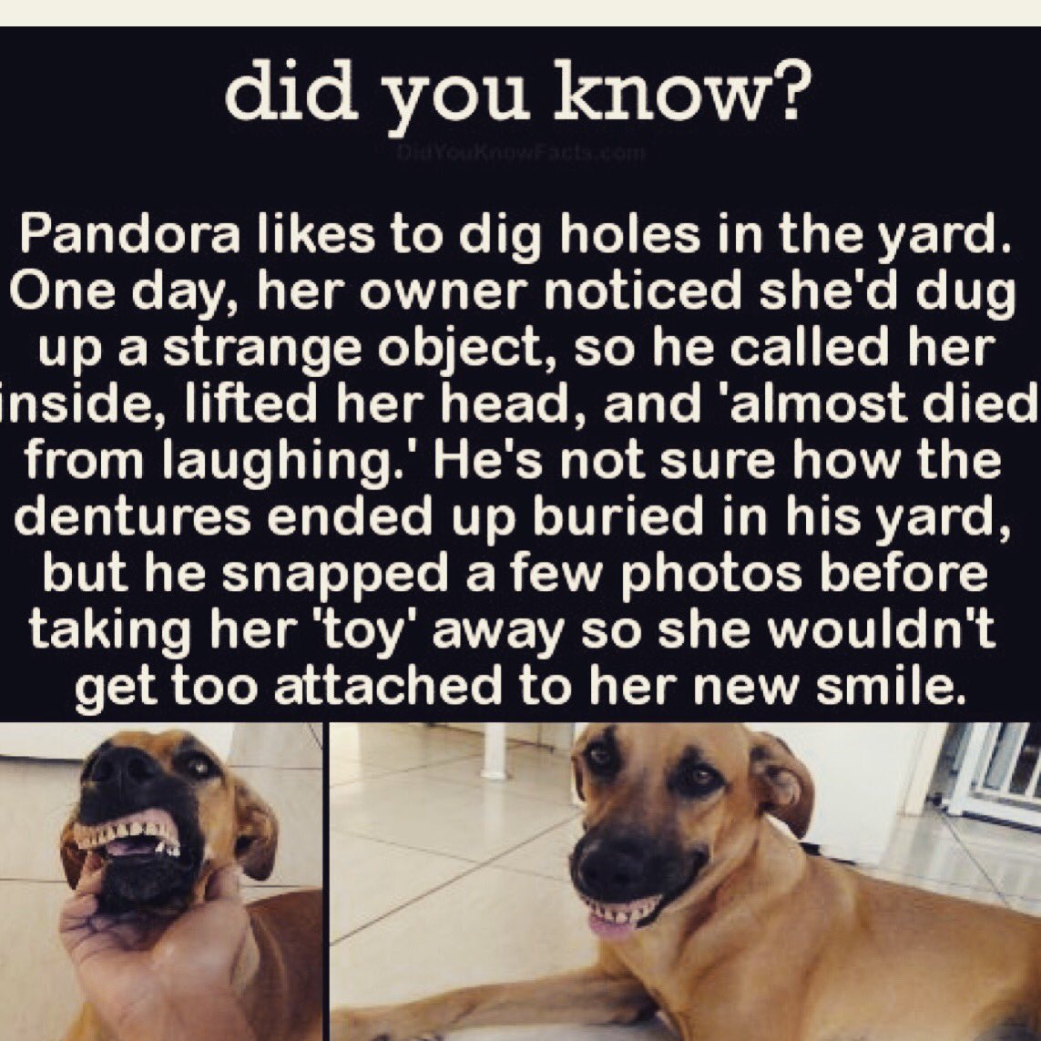 From “Dog Got My Homework” to “Dog Got My Dentures” 😂 Every now and then we get patients in our office who’ve had their beloved pet nab their dentures. Surprisingly enough dogs want a new snazzy smile too! So make sure you always keep your dentures in a safe place!