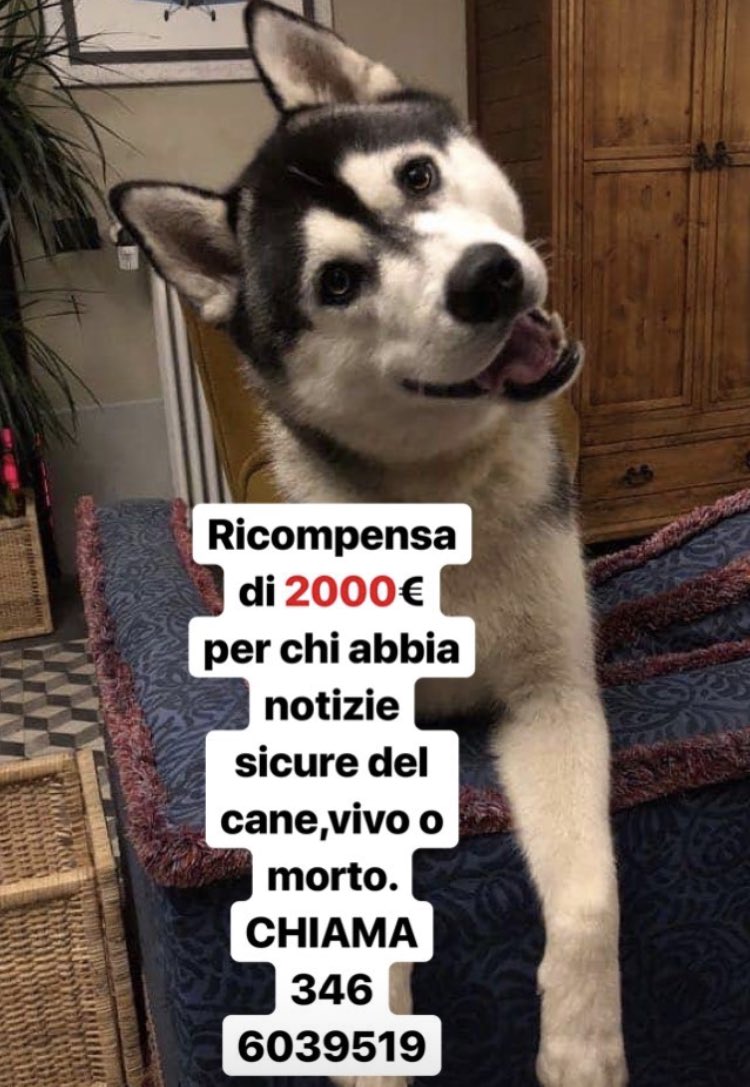 santopiripiIIo's tweet photo. PER FAVORE, DIFFONDETE LA NOTIZIA ED AIUTATECI A CERCARLO. SE SIETE DI QUELLE PARTI E VEDETE UN HUSKY SIMILE A NEIL NON ESITATE A CONTATTARE ME O A CHIAMARE QUESTO NUMERO. https://t.co/scEdRZSHer