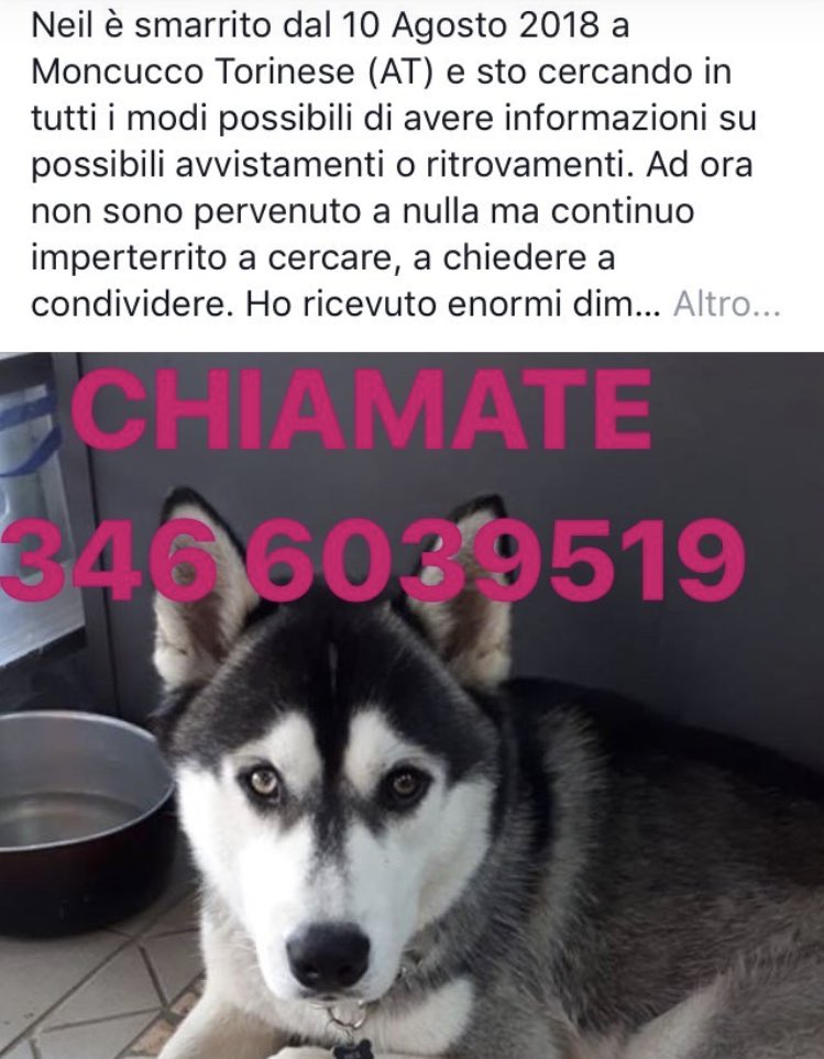 santopiripiIIo's tweet photo. PER FAVORE, DIFFONDETE LA NOTIZIA ED AIUTATECI A CERCARLO. SE SIETE DI QUELLE PARTI E VEDETE UN HUSKY SIMILE A NEIL NON ESITATE A CONTATTARE ME O A CHIAMARE QUESTO NUMERO. https://t.co/scEdRZSHer