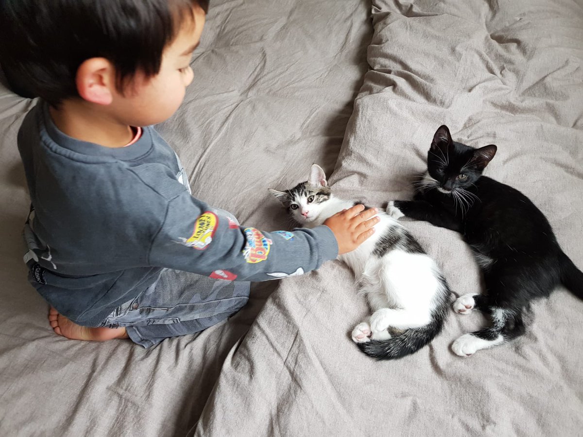 I introduced my brother's human kitten to his cousins and it was a meeting of pure spirits. I witnessed the universe re-balance before my very eyes. Blessed be thy mogs.