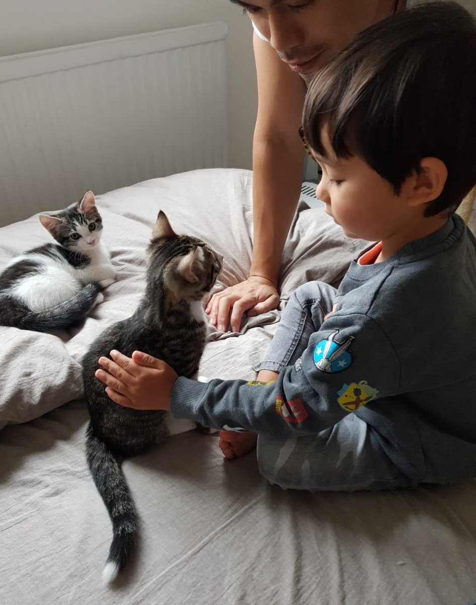 I introduced my brother's human kitten to his cousins and it was a meeting of pure spirits. I witnessed the universe re-balance before my very eyes. Blessed be thy mogs.