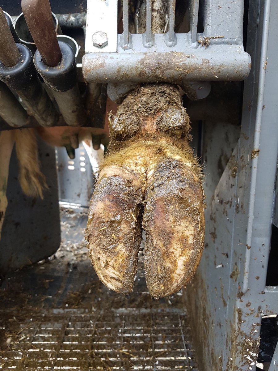 Tamar_Hoofcare's tweet photo. Step by step Routein/Prevention of fresh heifer, reducing trama to the P3 &amp; fat pad, putting the weight back on the wall, give her the best start to reaching her full potential
#savecows https://t.co/wqPVCQ3AaM
