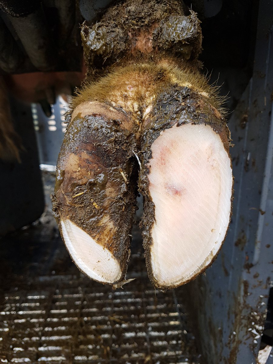 Tamar_Hoofcare's tweet photo. Step by step Routein/Prevention of fresh heifer, reducing trama to the P3 &amp; fat pad, putting the weight back on the wall, give her the best start to reaching her full potential
#savecows https://t.co/wqPVCQ3AaM