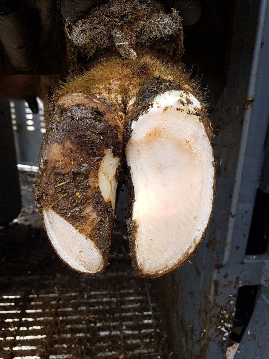 Tamar_Hoofcare's tweet photo. Step by step Routein/Prevention of fresh heifer, reducing trama to the P3 &amp; fat pad, putting the weight back on the wall, give her the best start to reaching her full potential
#savecows https://t.co/wqPVCQ3AaM