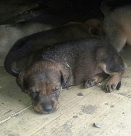 adrianajamileht's tweet photo. @sosanimalvzla pido ayuda para estos bebes yo me comprometo pagar la esterelizacion y todos sus gastos , son 6 angelitos cada uno tiene padrinos que lo van ayudar. https://t.co/2ZzPQ4Z7eJ