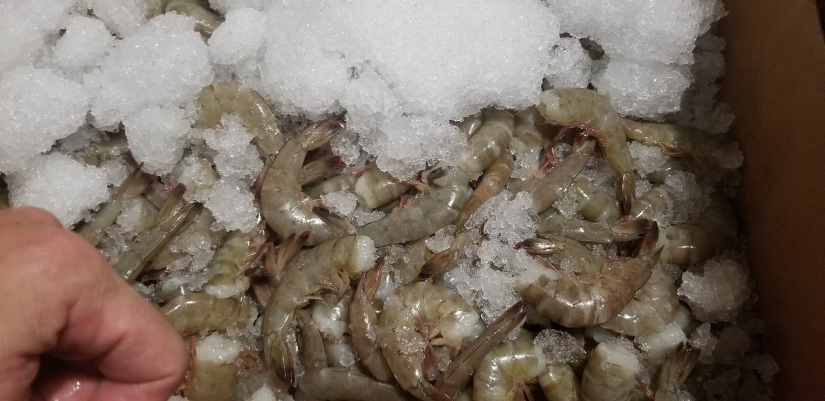 Nothing like fresh shrimp