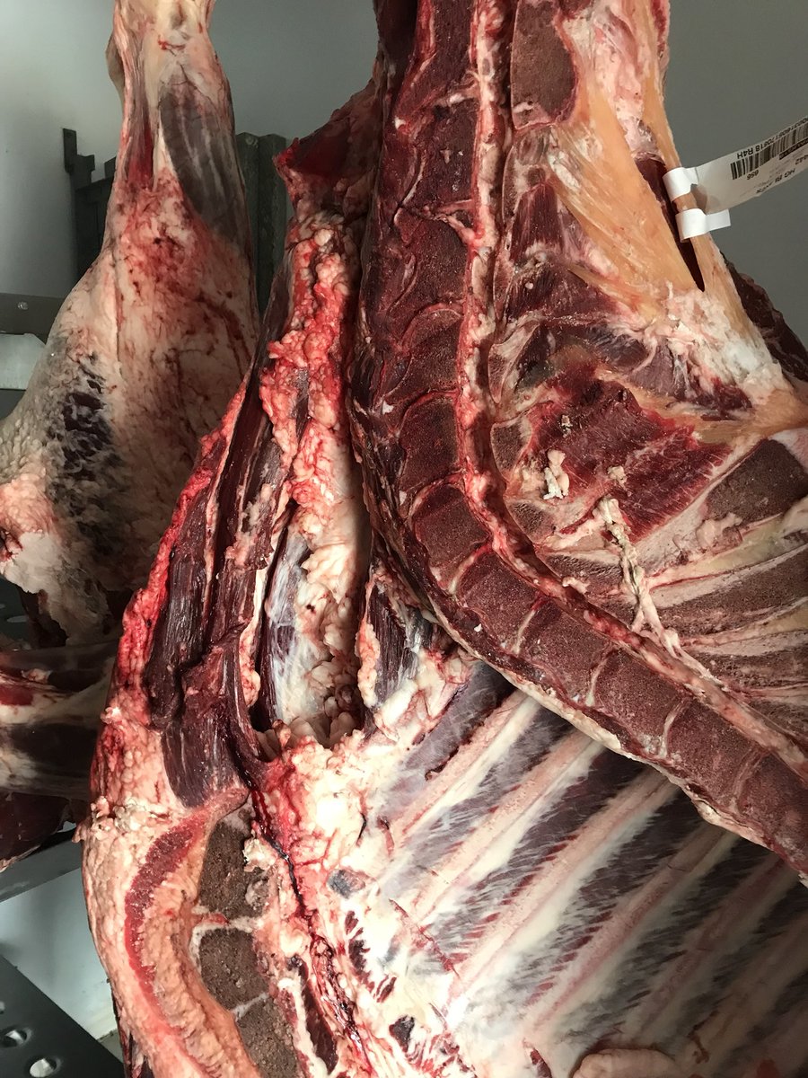 JohnsonButchers's tweet photo. Lovely #BeefShortHorn delivered in this week!! We will be maturing this for the next 30 days!! Pre-orders being taken!! #flavour #Butcher https://t.co/Yf65nQHgRt