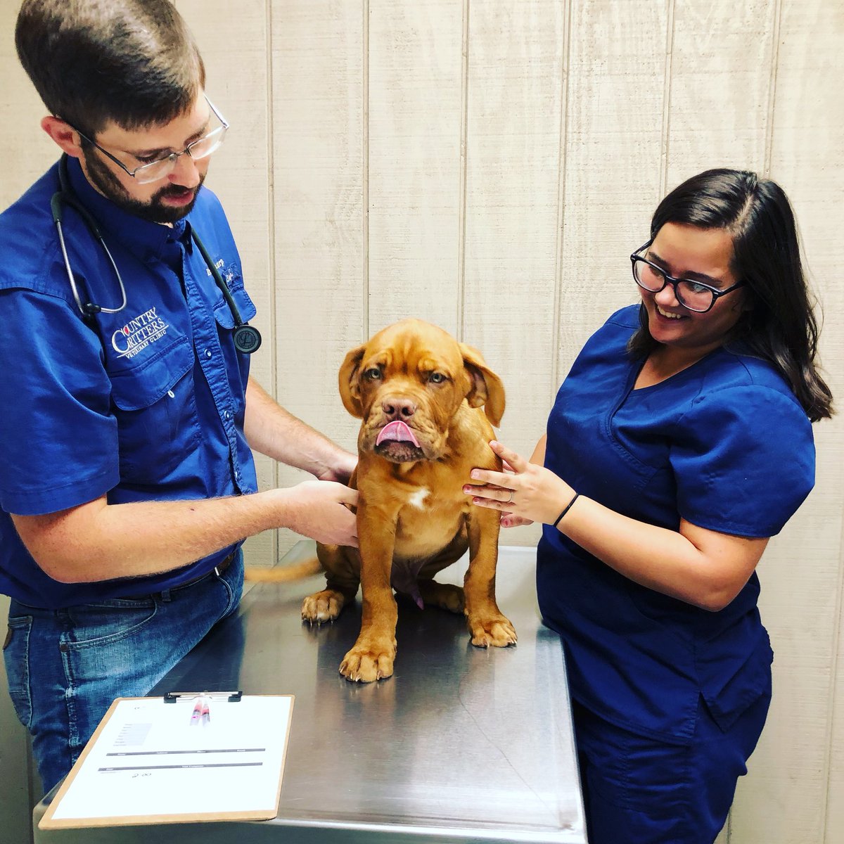 CountryOcala's tweet photo. Ace is our puppy of the day!!! 40 pounds at 17 weeks! ❤️🐾🐶 #puppyoftheday #countrycritters #ruralking #veterinarian #DrSharp #Dallas #doguedebordeaux #puppiesofinstagram https://t.co/NivIA8B5Vx