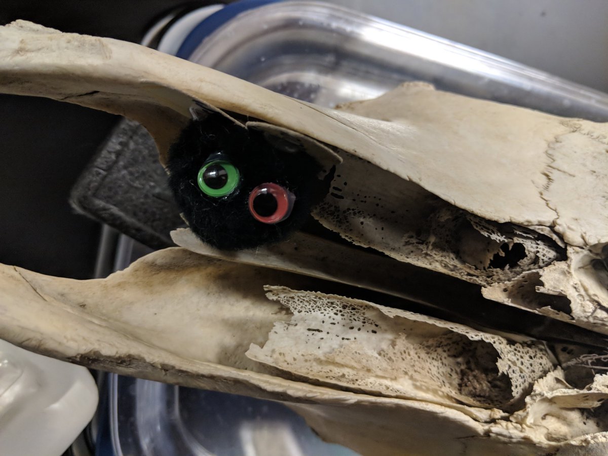 AnnaIsdstem's tweet photo. Aliens have invaded the high school! Biology students used their powers of observation and inference to infer what each alien's home environment is like based on each alien's characteristics. #proudtobeannaisd https://t.co/fUhL6xUG3c