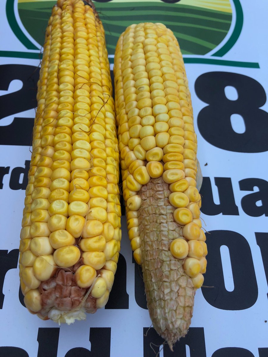 Here is the issue with some corn fields planted early. Kernel rows are 16, 18, 16, 16, 20, 16 but row length has counts as low as 24, 27, 28 from missing kernels at both ends of various cobs. Result is an estimate of 162.71 bu/acre. #onyield18  ⁦<a href="/HDCAgronomy/">Hensall Co-op Agronomy</a>⁩