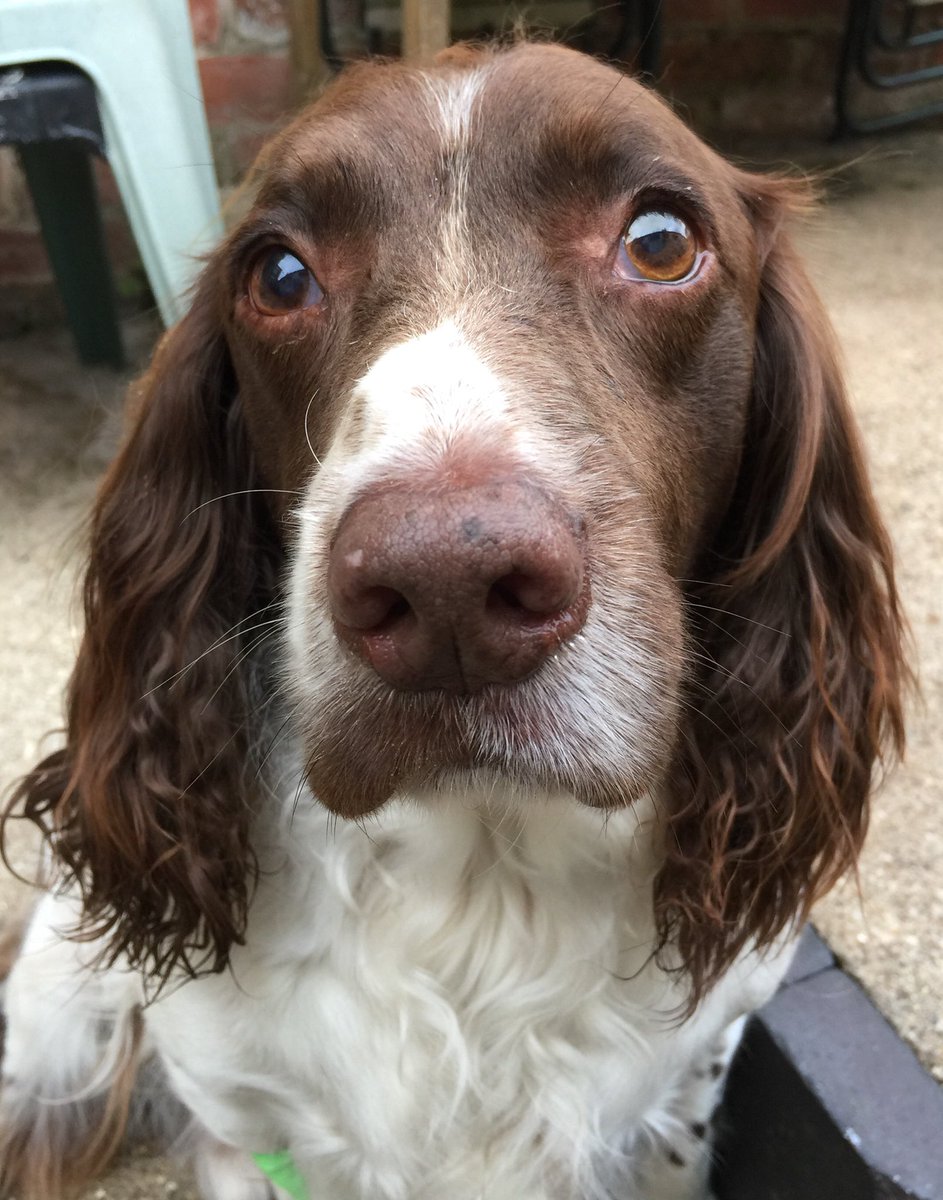 MattLimbImages's tweet photo. Haig has been in the vets today so not feeling 100% tonight, poor lad. But was still ready for his supper, no surprise there then #spaniel #TeamGundog https://t.co/GCLQbYAEXr