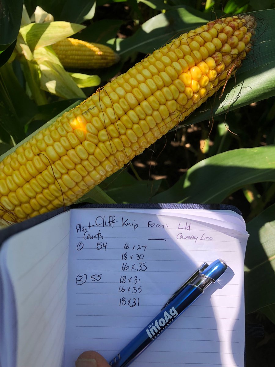 Now THIS field planted later in May has areas that will yield 190-200 bu/acre due to better moisture at pollination. Thanks to host Cliff Knip Farms on this piece of Biddulph silt loam (clay loam??) - just miles north of Kraft Hockeyville. #onyield18 ⁦<a href="/HDCAgronomy/">Hensall Co-op Agronomy</a>⁩