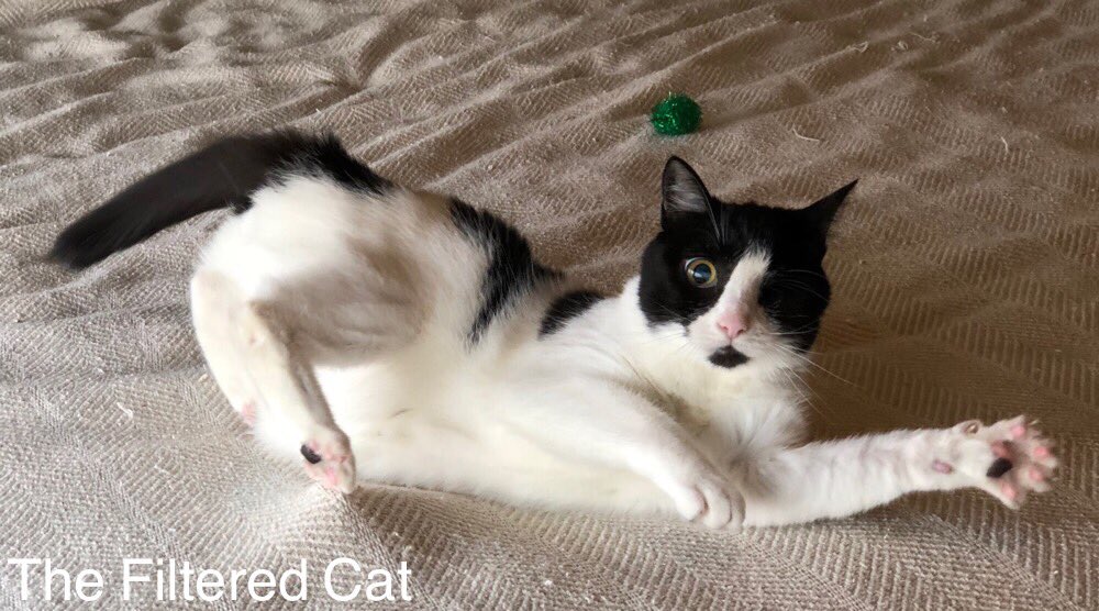 FilteredCat's tweet image. Leela, the one eyed, and nearly completely blind, cat caught in action. #oneeyedcat #blindcat #oneeyedcats #blindcats #ilovecats #kitty #TaylorSwift #catsoftwitter #catsofinstagram #sweetcat