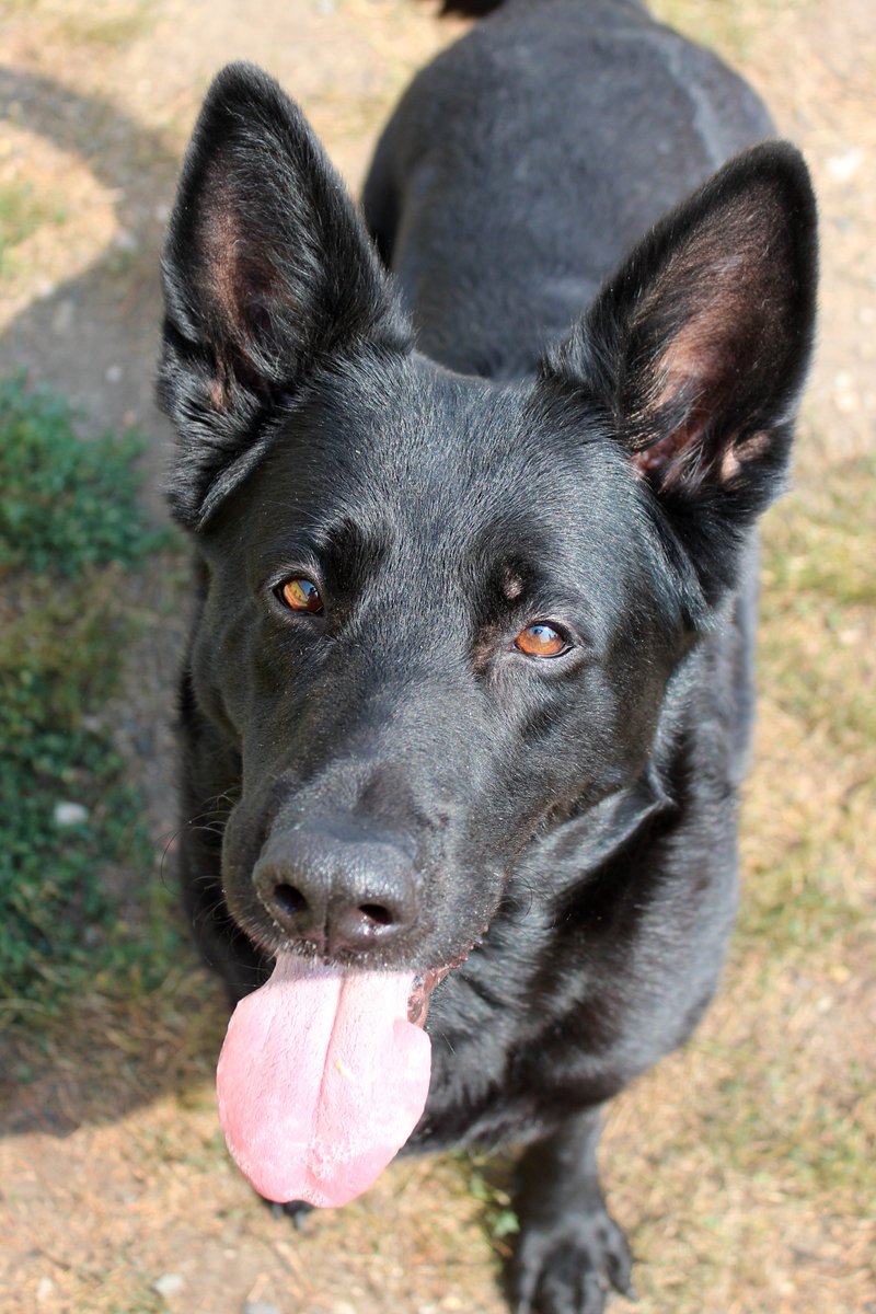 4AnimalsCZ's tweet image. Gaia operace kyčelního kloubu
Zdravíme vás přátelé, naše skupina se snaží pomoci prvnímu zvířeti v naší cestě za lepšími zítřky pro čtyřnohé přátelé. Budeme velice rádi, pokud se také zapojíte zde:
4animals.info/?p=1129 

#4animals #SbirkaGaia #AnimalHelp