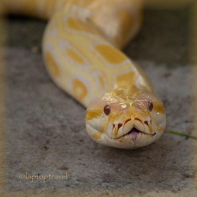 Face to Face with this #AlbinoBoa #Albino #Boa #BoaConstrictor #Snake #SEAsia #Philippines #Bohol #VisitBohol #MileageRun #OvercomeYourFear #Snakes #reptiles #InstaPhoto #InstagramPhotos #PhotoOfTheDay #LuxuryTravel #Wanderlust #SeeTheWorld ift.tt/2o4sWt7