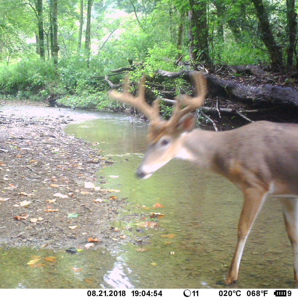 Blurry pics suck!!!
#trailcamology