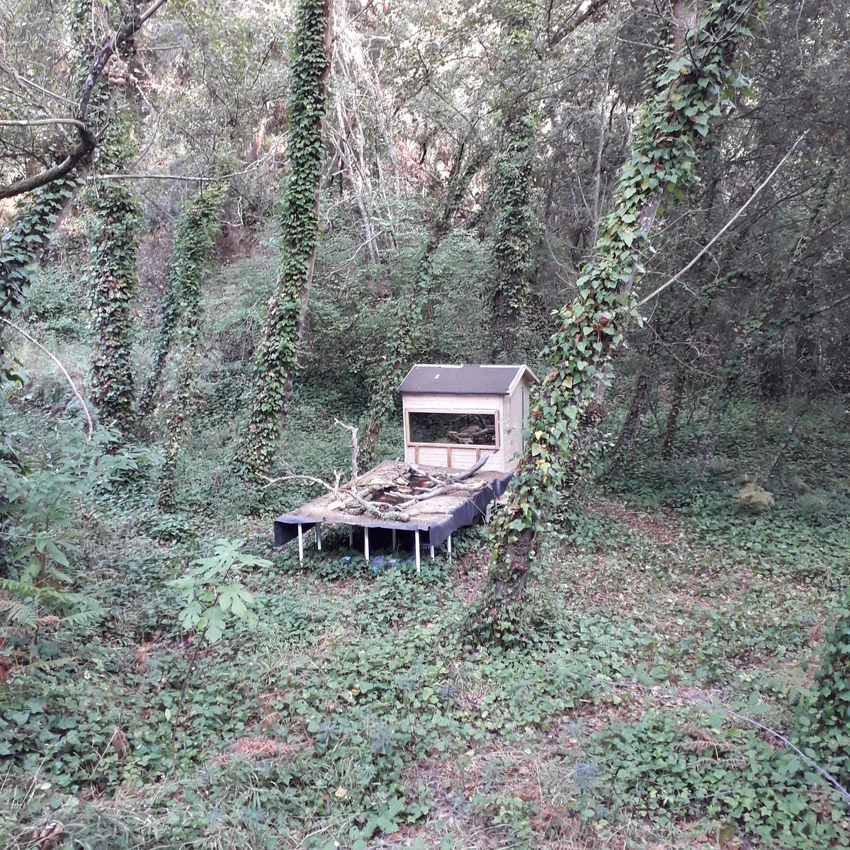 HideCanLleo tweet media