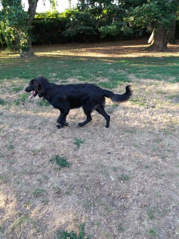 Respectons's tweet photo. 🆘️ #URGENCE #FAMILLE D'ACCUEIL ⚠️ Loukas 10mois va être abandonné à cause de sa grande taille ! + d'infos en cliquant sur les images ⬇️ Sans #FA demain 24 août, il sera déposé en fourrière ! #sauvetage #chien #adoption #chiot #animaux Tous dept Mathilde ☎️0783262471 RTSVP https://t.co/cXt8K28vOl