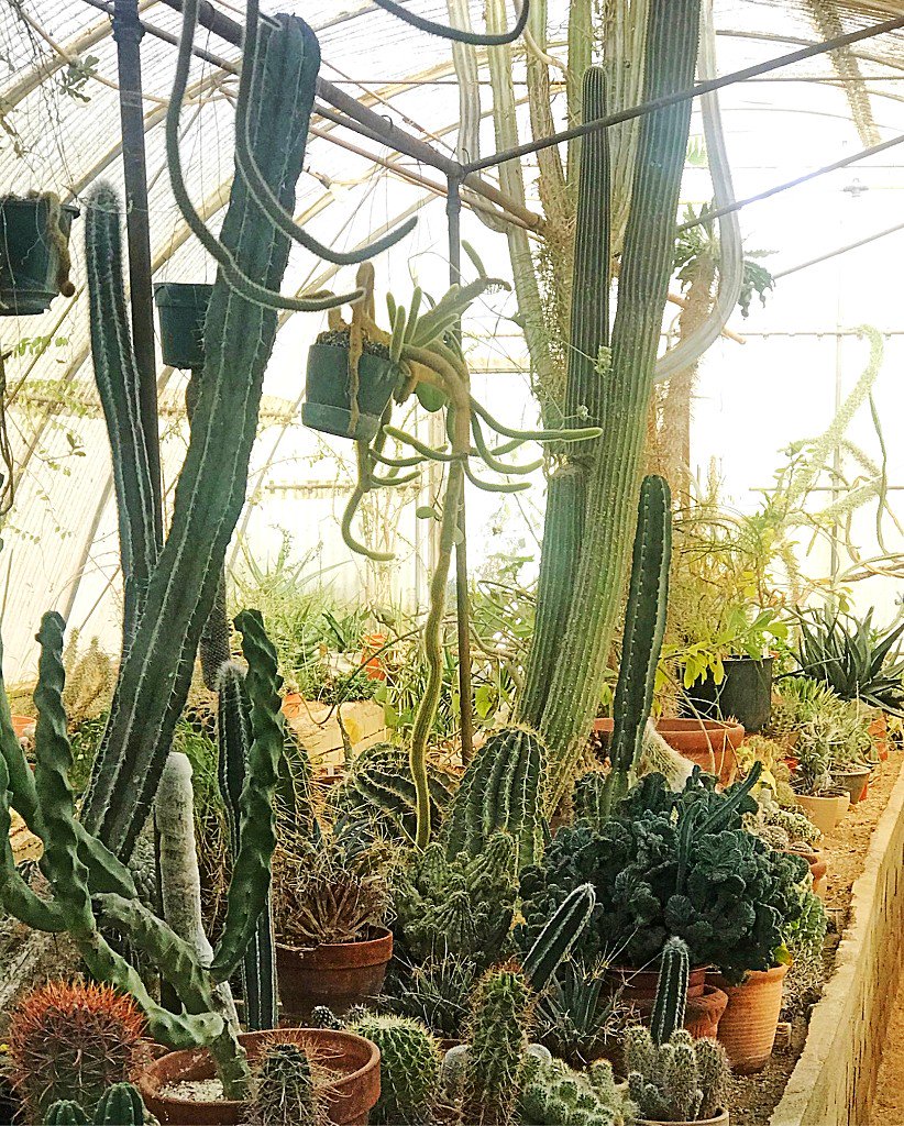 Visit Greater Palm Springs (@visitgreaterps) on Twitter photo Ready to explore? <a href="/palmspringstyle/">Palm Springs Style</a> shares her guide to all things plants in Greater Palm Springs!
--> bit.ly/2w8UKBc
#FindYourOasis Ready to explore? <a href="/palmspringstyle/">Palm Springs Style</a> shares her guide to all things plants in Greater Palm Springs!
--> bit.ly/2w8UKBc
#FindYourOasis