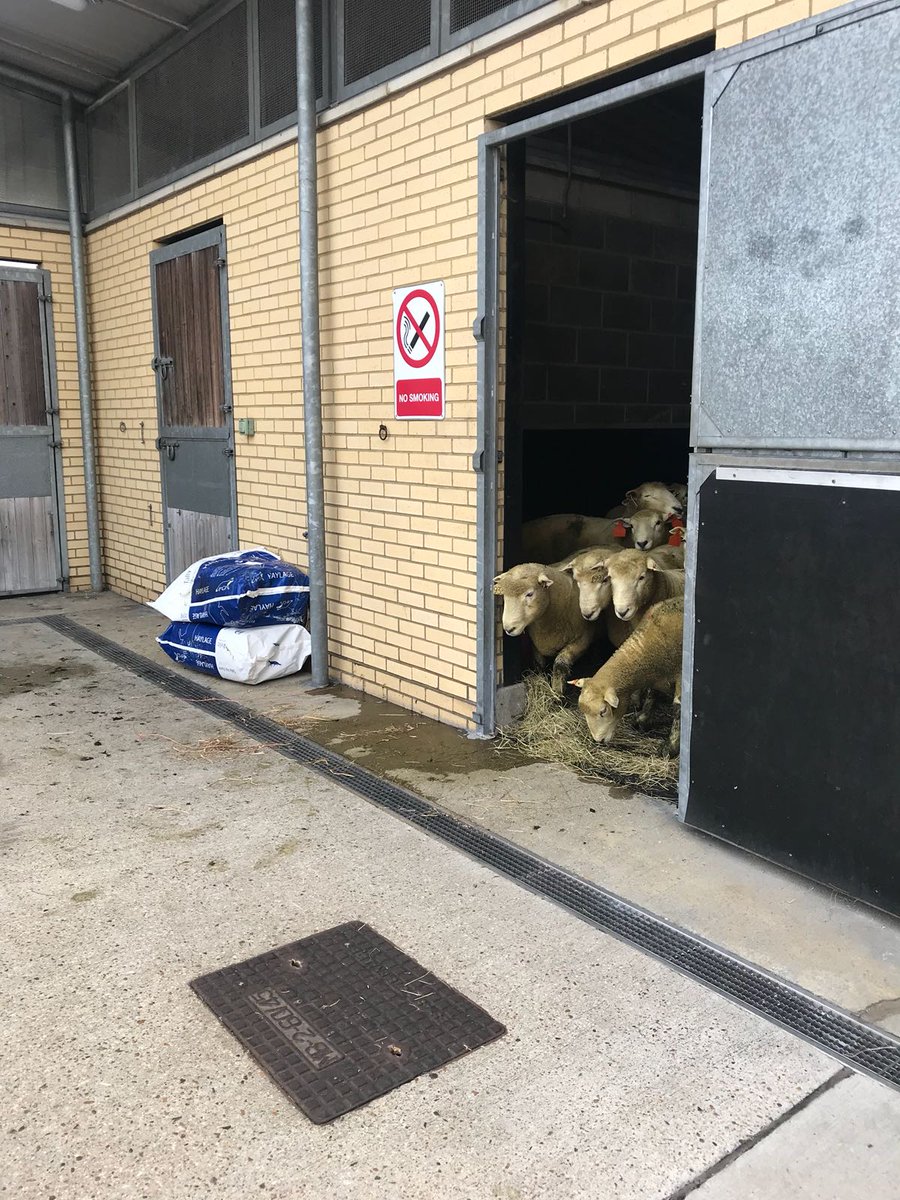 LocksFarm's tweet photo. Big day today, 14 new high index rams flown in from NZ. Looking forward to putting them to work and seeing some progeny next year. https://t.co/pARyg5nStE