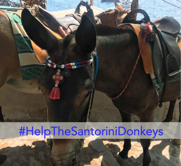 MissAutomotiv's tweet photo. You can see the sadness in their eyes! :( I took this on the #Santorini steps just 2wks ago &amp; it was heartbreaking to see the #donkeys plight. The only life they know is one of #sadness &amp; suffering. Please help to raise awareness &amp; #save them by tweeting #HelpTheSantoriniDonkeys https://t.co/UJle7h1RW9