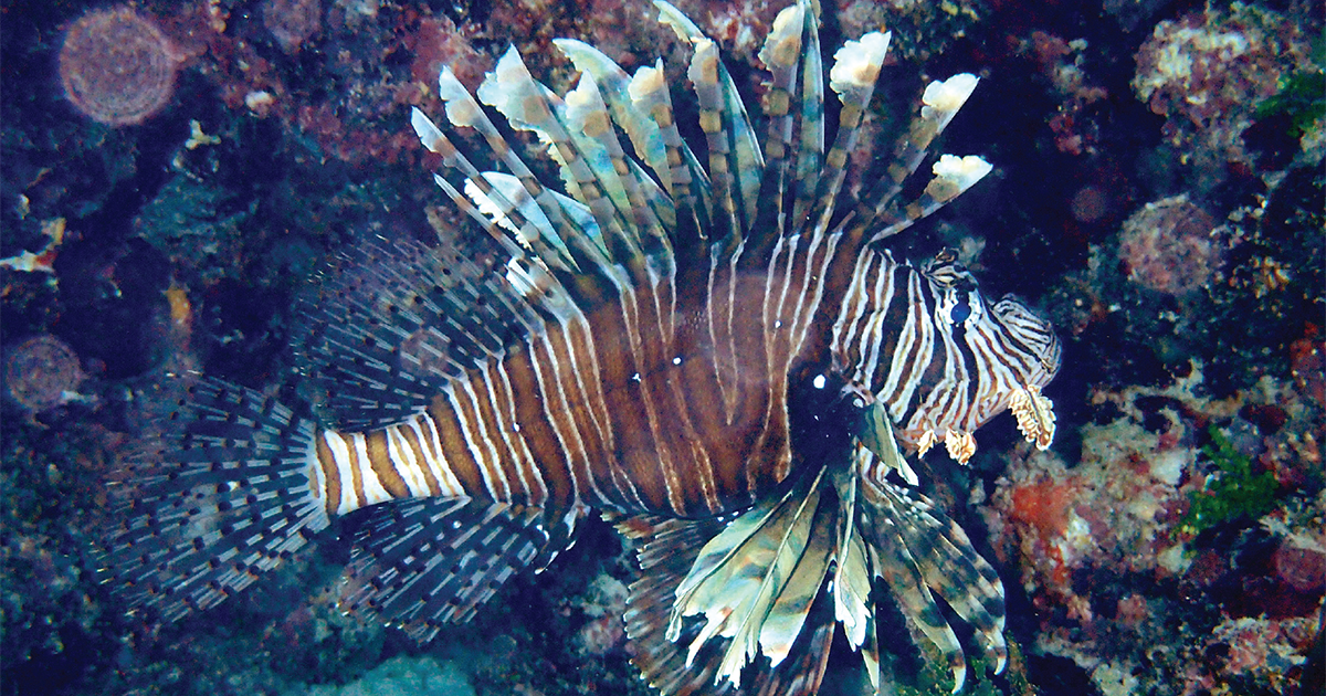 NatlMarineEd's tweet photo. Inside the summer issue of Current: Barcoding A Lionfish’s Last Meal: A Citizen Science Research Project For The Classroom by Sherri Andrews and Nancy Kim Pham Ho #lionfish #NMEACurrent @inaturalist https://t.co/V7IOPtXzcO

Photo: Nancy Kim Pham Ho ©2017 https://t.co/KDcBWqWNga