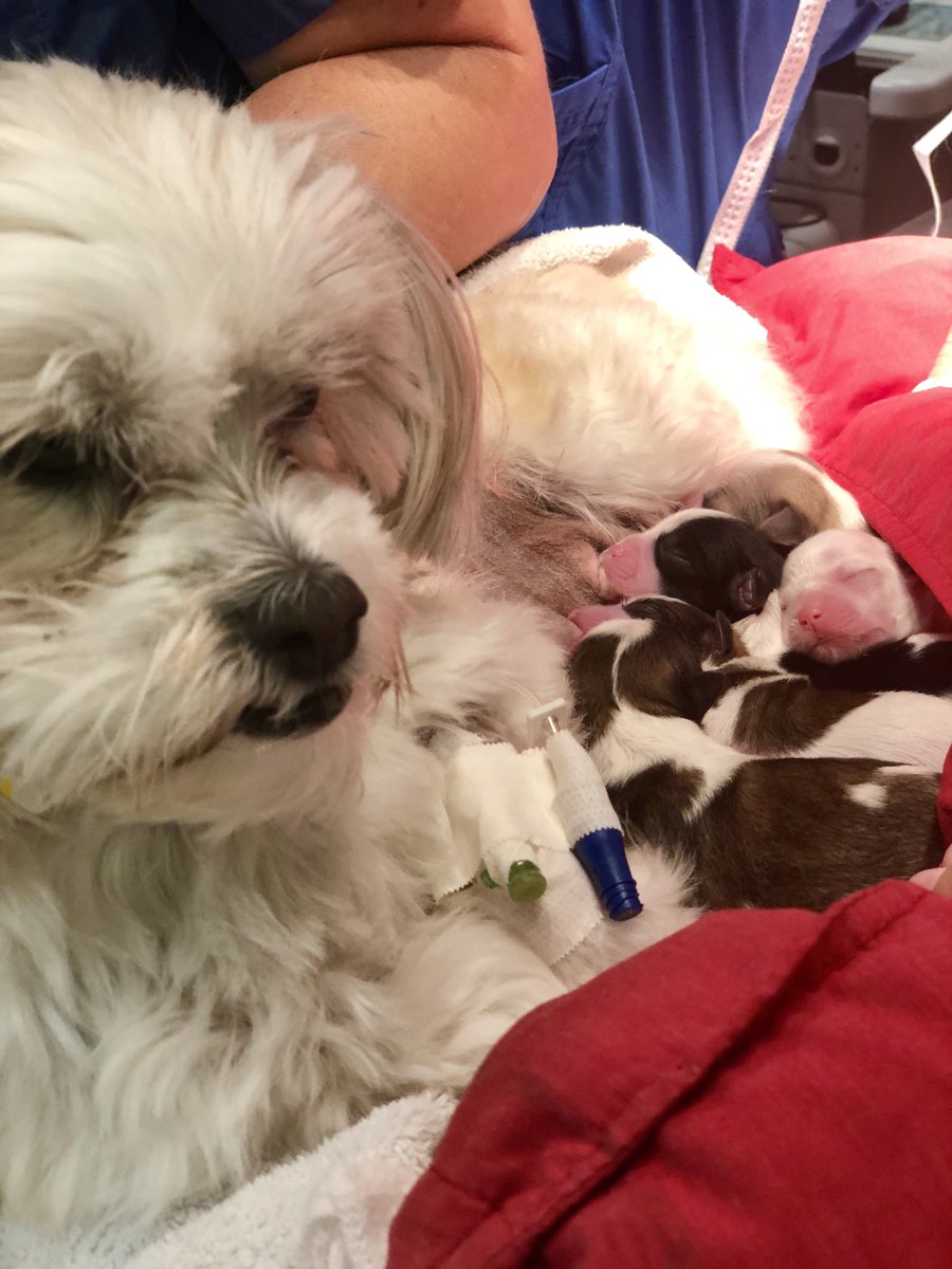 CSAnimalHosp's tweet image. Sheeba and her puppies are doing well after her emergency cesarean section with Dr. Rawson.  Nothing brings a smile to nurses faces like puppies  :)  
#puppylove #coralspringsanimalhospital #puppies