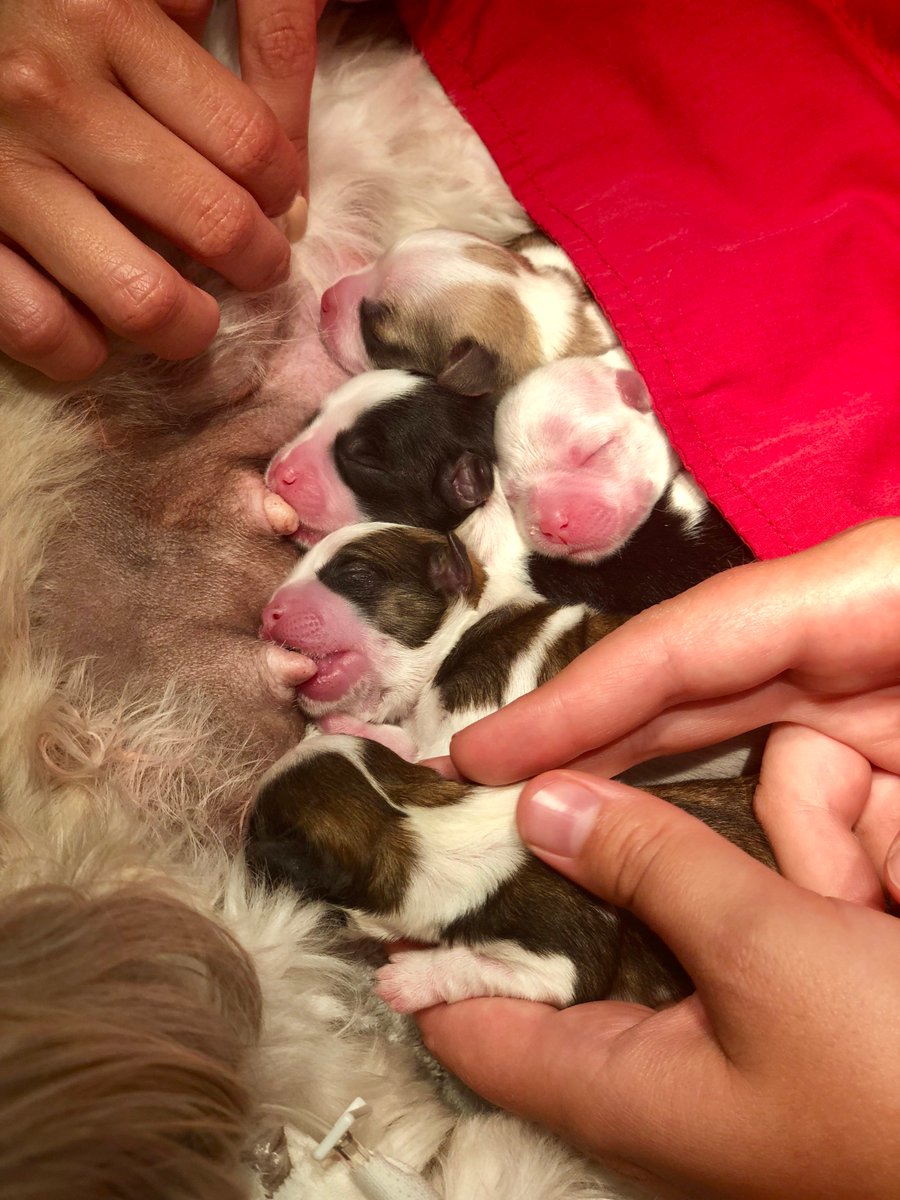 CSAnimalHosp's tweet image. Sheeba and her puppies are doing well after her emergency cesarean section with Dr. Rawson.  Nothing brings a smile to nurses faces like puppies  :)  
#puppylove #coralspringsanimalhospital #puppies