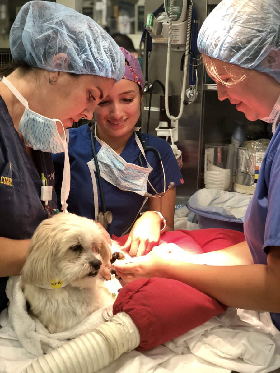 CSAnimalHosp's tweet image. Sheeba and her puppies are doing well after her emergency cesarean section with Dr. Rawson.  Nothing brings a smile to nurses faces like puppies  :)  
#puppylove #coralspringsanimalhospital #puppies