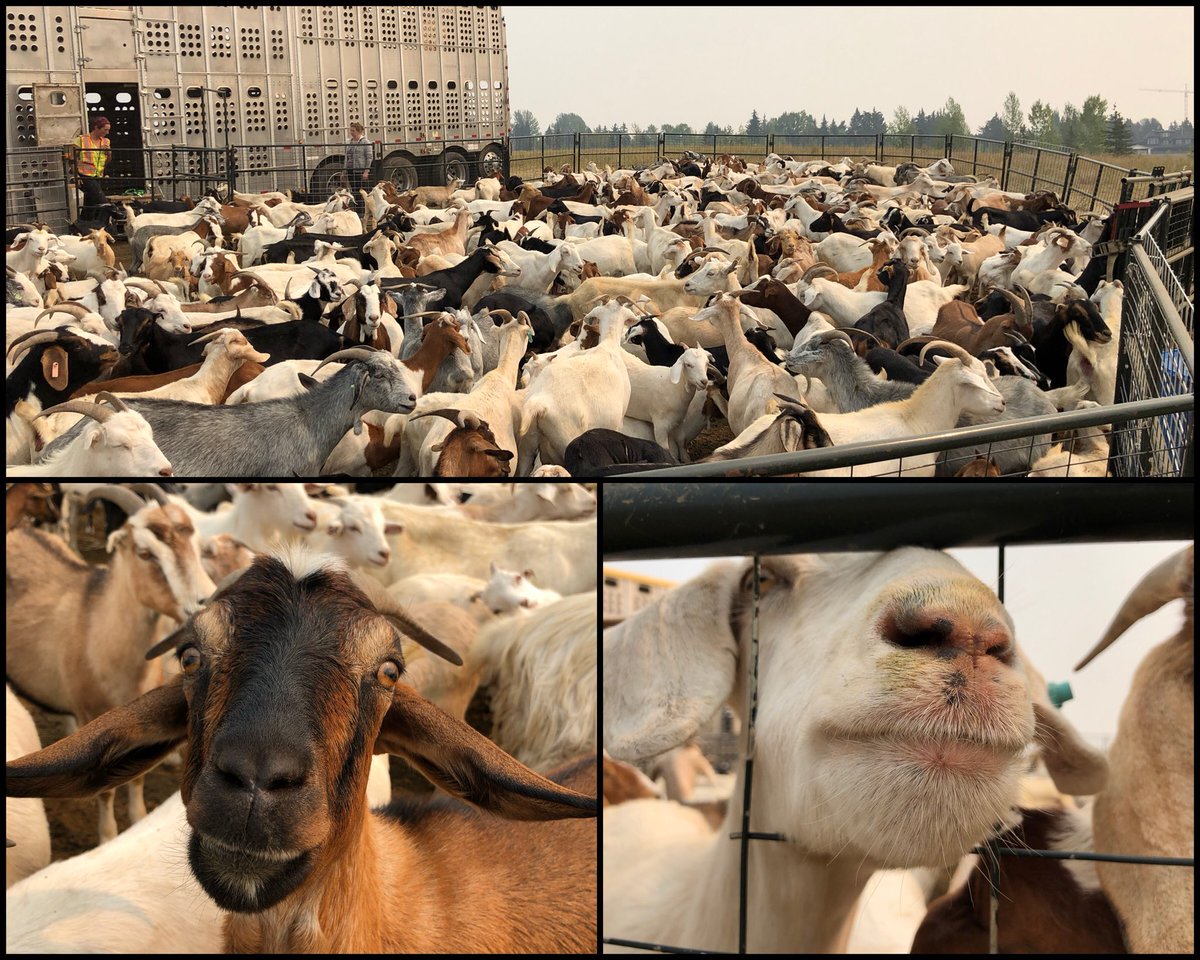 theyarngeek's tweet photo. I found some goats while walking at lunch. ๐๐ #yyc #goatsatwork https://t.co/VdoELkzp63