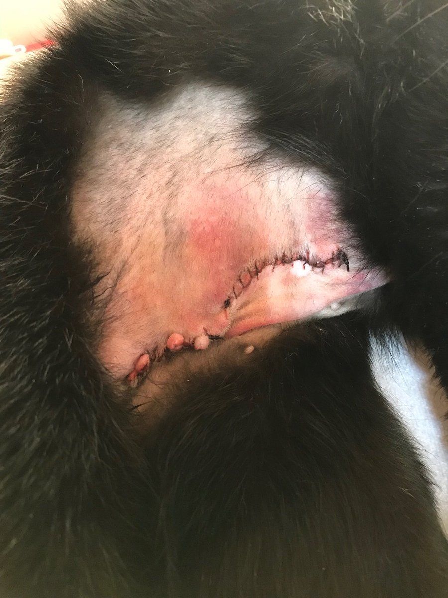 David Parel π¨ππ΅π± (@davidparel) on Twitter photo Unser kleiner 16 jΓ€hriger Kumpel brauchte letztens Pflege. Wir sind froh, sie ist jetzt wieder fit und gefrΓ€ssig. Und kuschlig β€οΈ <a href="/TribeOfMa/">TheTribeOfMa</a> Unser kleiner 16 jΓ€hriger Kumpel brauchte letztens Pflege. Wir sind froh, sie ist jetzt wieder fit und gefrΓ€ssig. Und kuschlig β€οΈ <a href="/TribeOfMa/">TheTribeOfMa</a>