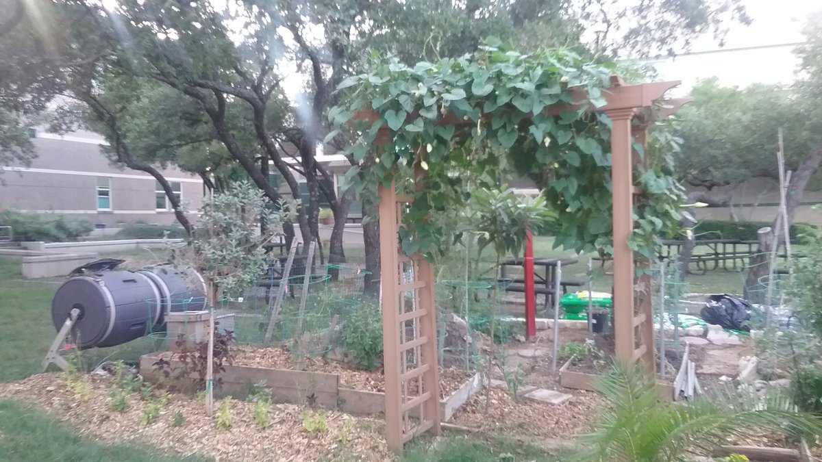 ACCmockingbird's tweet image. Our Moon Morning Glories are doing well. The Mexican Flame vine didn't take off this year.