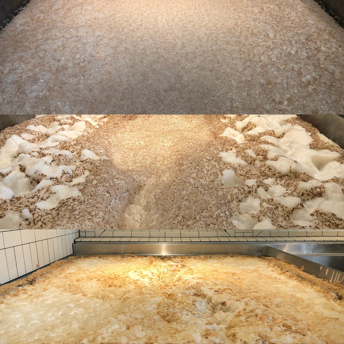 AltstadtBrewery's tweet photo. Days 1, 2, and 3 of our Weiss beer in open fermentation!  This fermentation has the brewery smelling of clove, banana and bubblegum!  
And it’s available exclusively at the brewery when we open October 5th. See you then 🍻 #altstadtbeer #openfermentation https://t.co/Hx5mvRfQJw