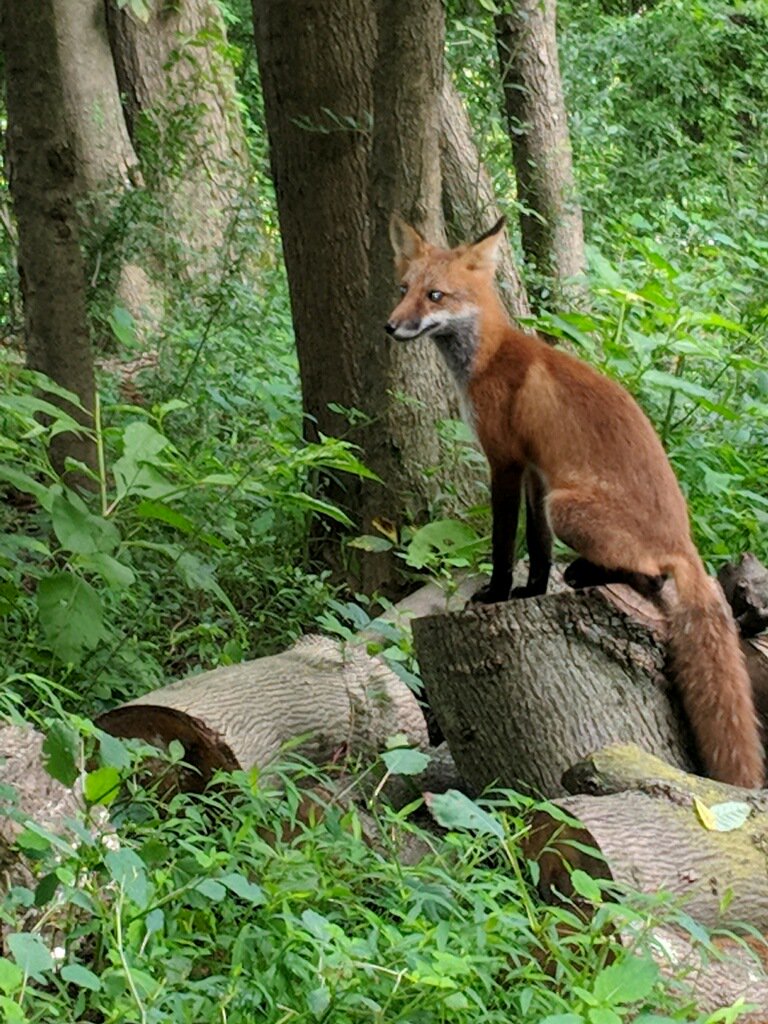 We love spotting wildlife on our Island golf course! What wildlife have you seen this golf season? 🦊