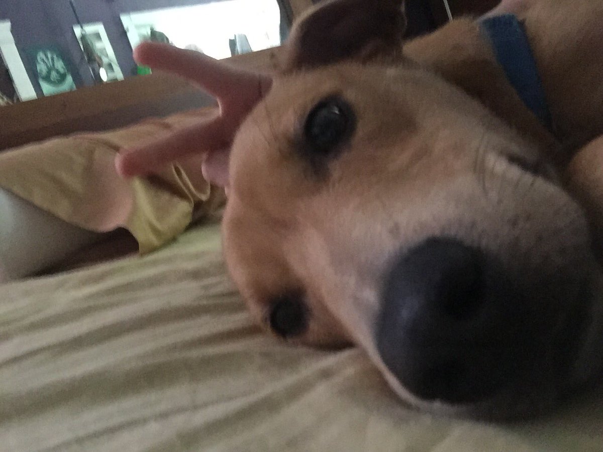 longsnout216's tweet photo. My hooman givvin mez boony ears https://t.co/GeJ9Gjhy9F