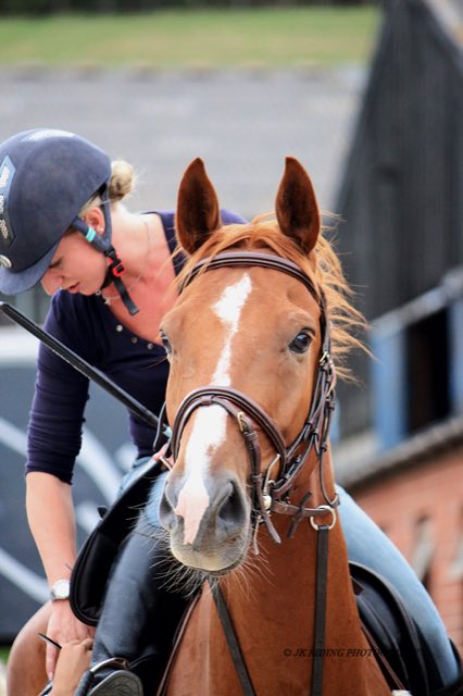 FEventer1's tweet image. This face ❤️😍😍😍 #lookingatthefences #happypony #helovesit