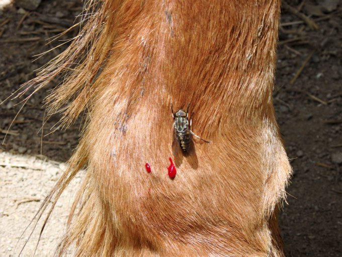 ガンボ 生物垢さん がハッシュタグ 香川県 をつけたツイート一覧 1 Whotwi グラフィカルtwitter分析 ガンボ 生物垢さん がハッシュタグ 香川県 をつけたツイート一覧 1 Whotwi グラフィカルtwitter分析