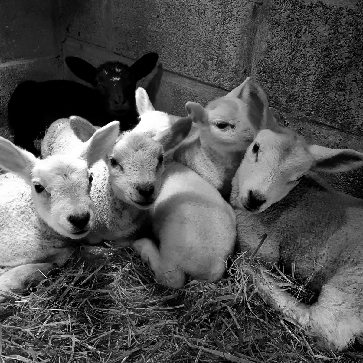 Candice Ryan tweet media