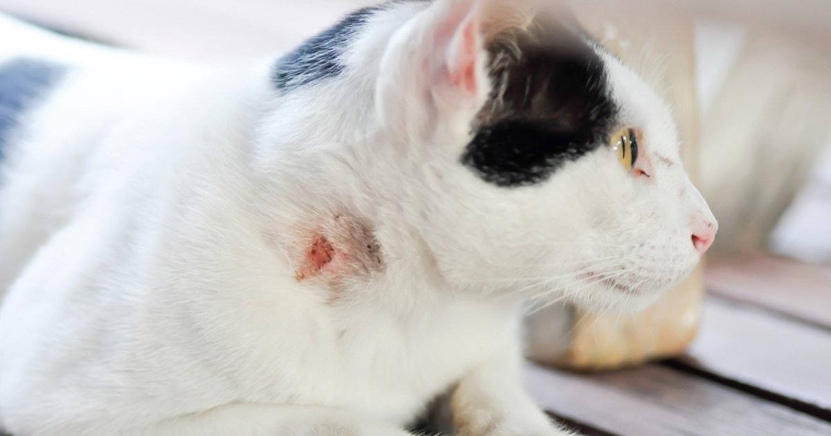 tuasaude's tweet photo. 7 doenças que podem ser transmitidas pelos gatos (saiba como evitá-las) https://t.co/maViuEk5Gz #toxoplasmose #micose #esporotricose https://t.co/hngVn4tYwo