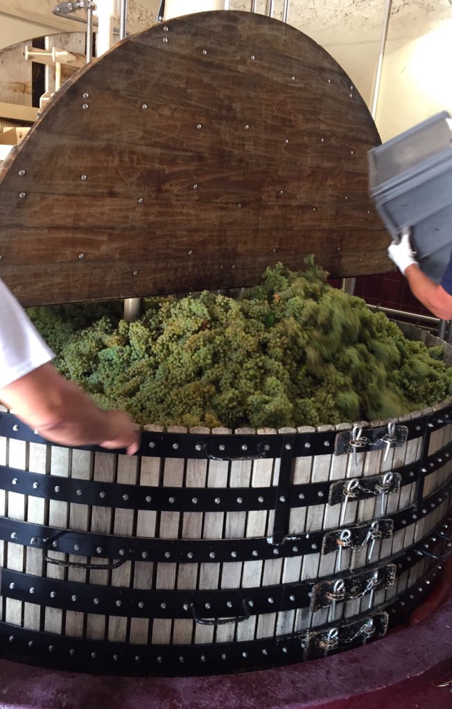 BREAKING NEWS : I am excited to preview -ahead of original expected schedule-- the very first grapes of the 2018 Harvest @krug and our first pressing at Le Mesnil (plot: Les Corroies) #Krug #Krug2018 #Champagne #Harvest2018