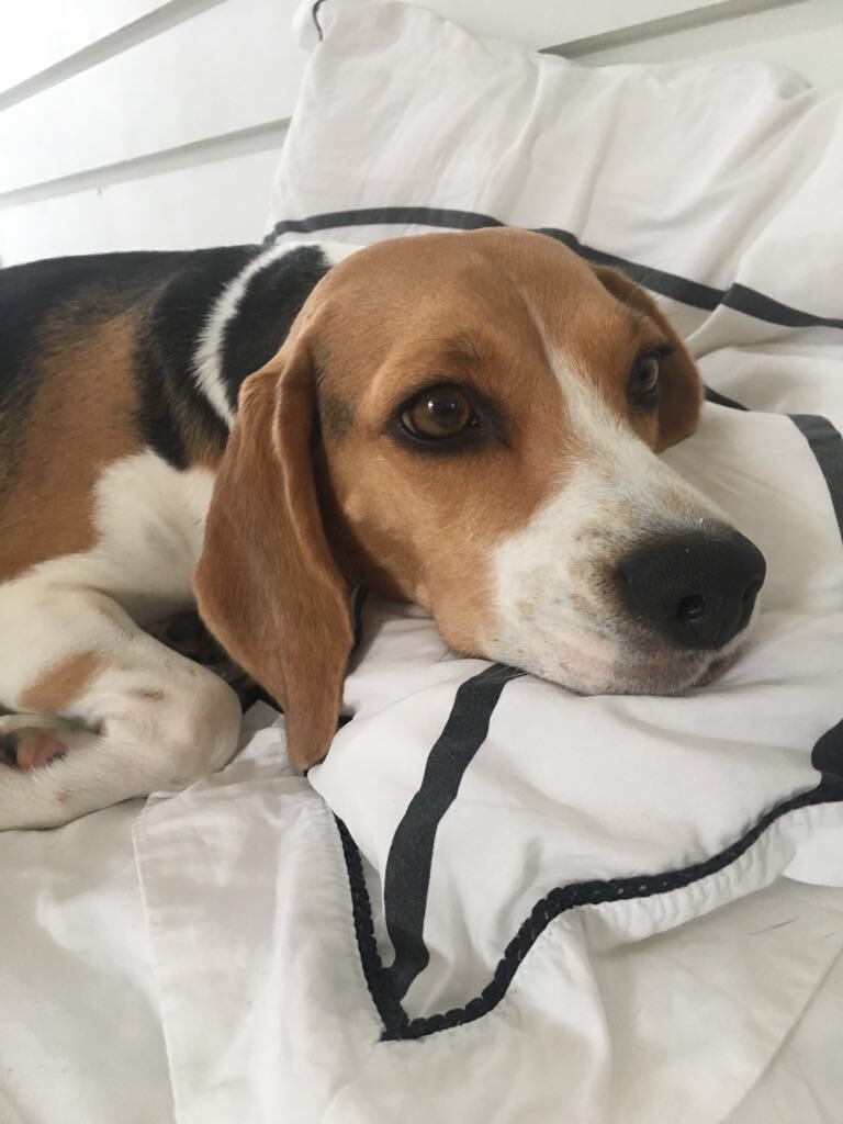 Sleeping in today ❤️ #beagle