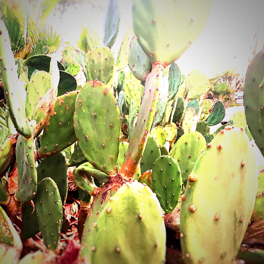 espadinpuerto's tweet photo. El nopal cactus crece silvestre en casi todos los partes de México y es un ingrediente principal en algunos platillos y jugos de Espadín / #puertoescondido #restauranteespadin #villascarrizalillo https://t.co/mW0oDCgZs5