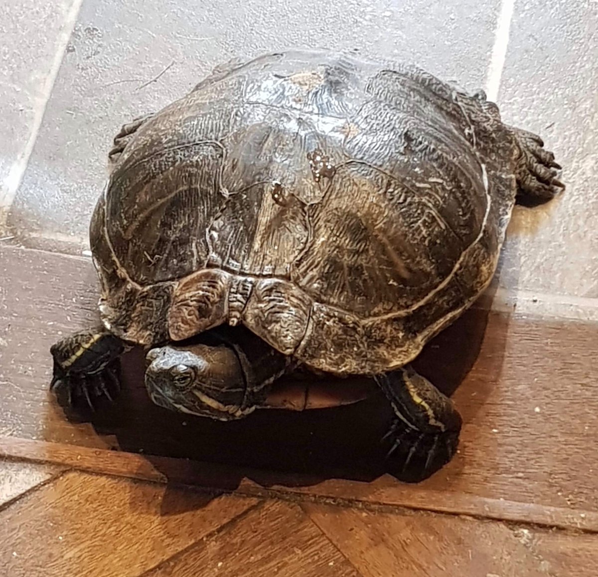 A trip to the vet to investigate an immobile left back leg & one X-ray later @KWRSSheppey discover she is trying to lay an ‘egg’ & it appears to be stuck! Please help this poor girl & donate towards her treatment via PayPal: lorraine@kentwildliferescue.org.uk @boost4charity
